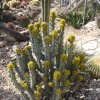 IMG_5059-Euphorbia sp